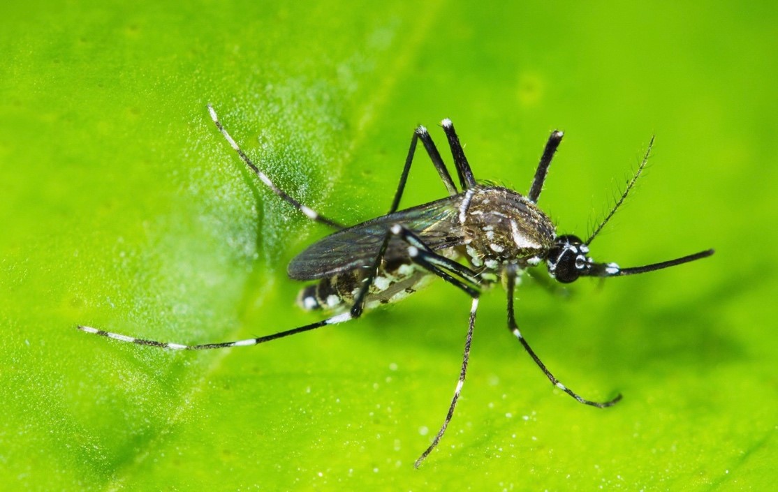 Ecuador liberará 100 mil  Mosquitos Estériles en Galápagos para prevenir enfermedades como dengue, Zika y chikungunya.