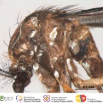 crv-esp-abd1