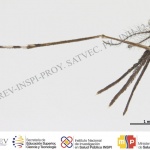 crv-esp-pta1