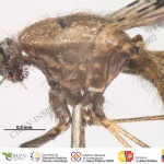 crv-esp-txl